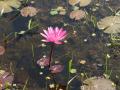 Purple Lotus