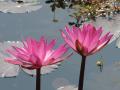 Purple Lotus