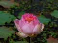 Pink Lotus wallpaper
