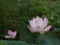 Pink lotus flowers