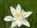 White Lotus blossom