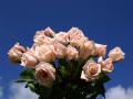 Hintergrundbilder Rosa Rosen