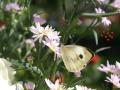 Hintergrundbilder Schmetterling
