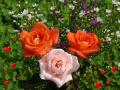 Hintergrundbilder Liebe