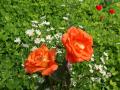 Hintergrundbilder Liebe