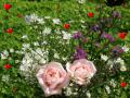 Hintergrundbilder Liebe