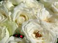 Hintergrundbilder Liebe