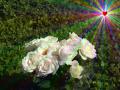 Hintergrundbilder Liebe