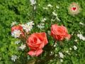 Hintergrundbilder Liebe