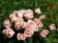 Hintergrundbilder Liebe