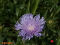 Blue flower