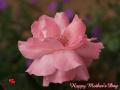 Pink rose