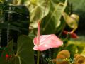 Pink Anthurium flower