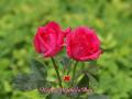 Pink roses