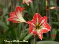 Amaryllis flower wallpaper