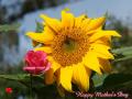 Sunflower with pink rose