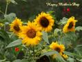 Sunflowers for mothers