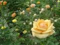 Foto rosas