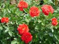 Foto rosas