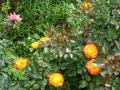 Foto rosas