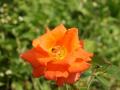 Rose orange