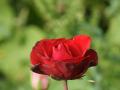 fond d'écran rose