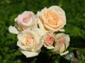 fond d'écran rose