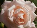 fond d'écran rose
