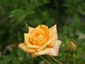 fond d'écran rose