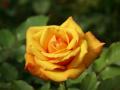 fond d'écran rose