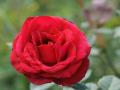 fond d'écran rose