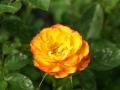 fond d'écran rose