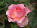 fond d'écran rose