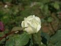 Belle rose blanche