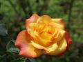 Rose jaune-orange