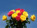 Images roses rosees et jaunes