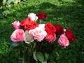 wallpapers - Fonds d'écran bouquet de roses