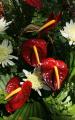 anthurium