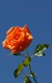 apricot rose