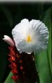 tropical flower
