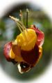 exotic flower