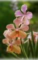 beautiful orchid
