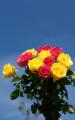 roses bouquet