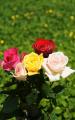 roses bouquet