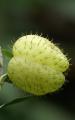 exotic flower