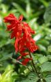 exotic flower