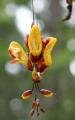 exotic orchid