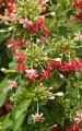 tropical flowers