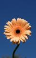 gerbera
