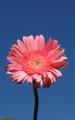 gerbera